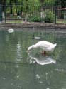 morelia-pato-en-parque-134