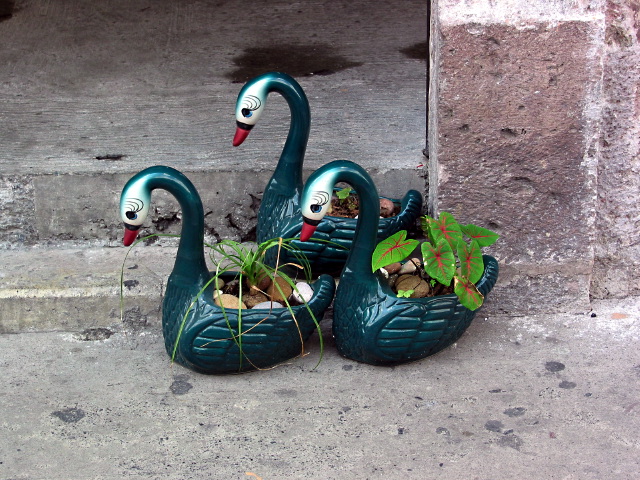 morelia04-calle-cisnes_306.jpg
