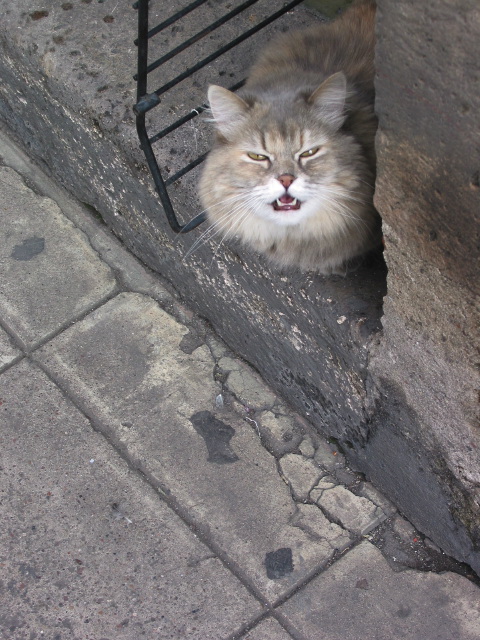 morelia04-calle-gato_3089.jpg