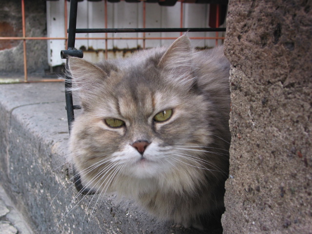 morelia04-calle-gato_3090.jpg