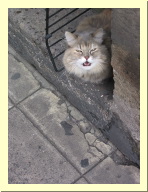 morelia04-calle-gato_3089.jpg