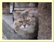 morelia04-calle-gato_3090.jpg