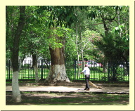 morelia04-calle-limpiando_2839.jpg