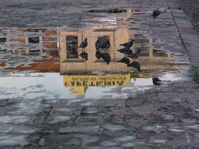 morelia04-calle-palom#F307.jpg