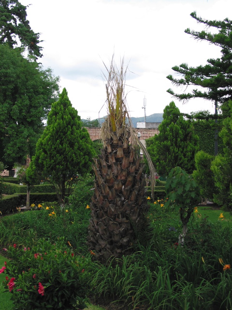 morelia04-fuente-tara#F_15.jpg