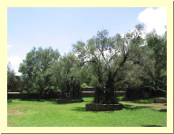 morelia04-tzintzuntzan-arboles_2180.jpg