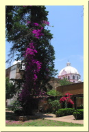 morelia04-tzintzuntzan-flores_2185.jpg