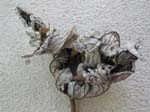 anne-leaf-0469