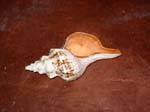 anne-shell-0168