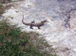 lizard-bus-0411