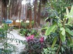 zanzibar-garden-0339