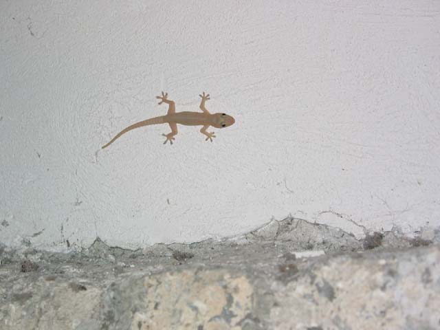 lizard-internetcafewall-0140