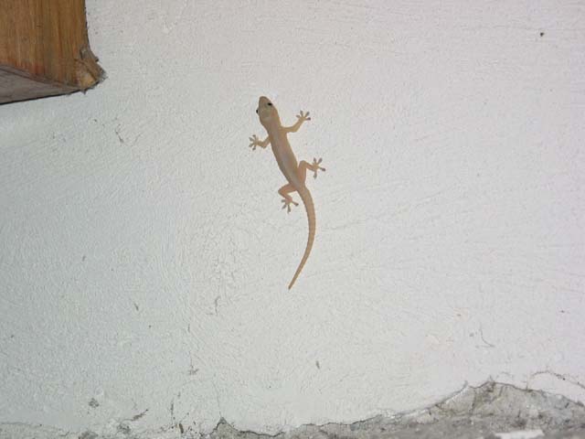lizard-internetcafewall-0141