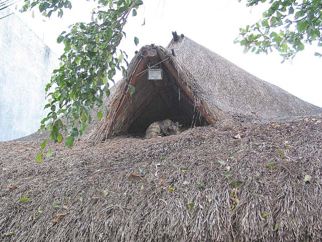playa-roof-cat-0092