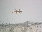 lizard-internetcafewall-0140