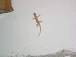 lizard-internetcafewall-0141