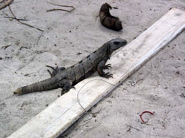 tulum-beach-lizard-0239