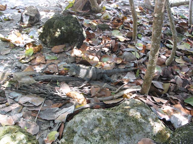 tulum-beach-lizard-0243