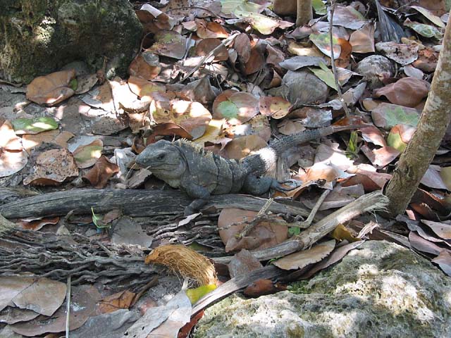 tulum-beach-lizard-0244