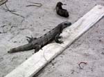 tulum-beach-lizard-0239