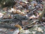 tulum-beach-lizard-0244