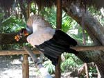 xcaret-vulture-0564